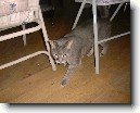 Munchkin ko�ka