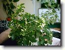 Pomeran�ov� jasm�n