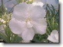 Oleandr obecn�