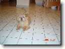 Norfolk teri�r