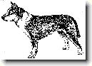 Norsk� lundehund