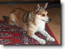 Norsk� lundehund