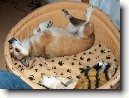 Norsk� lundehund