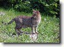 Ocicat ko�ka