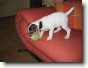 Parson Russel Teri�r