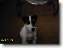 Parson Russel Teri�r