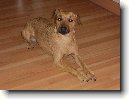 Patterdale teri�r