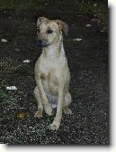 Patterdale teri�r