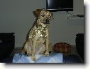 Patterdale teri�r