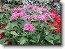 Pentas, p�tkovec