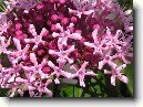 Pentas, p�tkovec