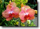 P�stov�n� orchidej�