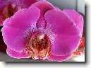 P�stov�n� orchidej�
