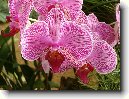 P�stov�n� orchidej�