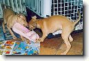 Italsk� chrt�k