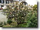 Plum�rie