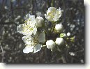 Trnka Obecn�