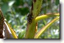 Ekv�dor (cestopis)