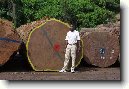 Gabon � Gabun