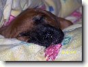 Rhod�sk� ridgeback, Rhod�zsk� ridgeback