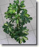 �eflera