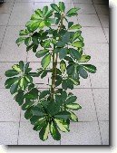 �eflera