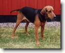 Schiller�v honi�