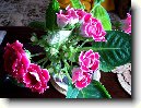 Glox�nie