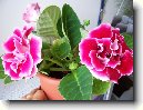 Glox�nie