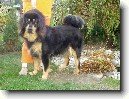 Tibetsk� doga