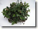 Pod�nka, tradeskancie