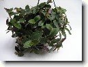 Pod�nka, tradeskancie