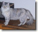 Tureck� Angora