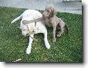 V�marsk� oha�