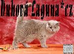 Chovatelska stanice ps�: DUHOV� LAGUNA*CZ