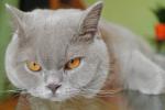 Chovatelska stanice ps�: PERLE D�IVORIE