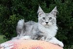 Chovatelska stanice ps�: GARFIELDS BABY