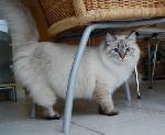 Chovatelska stanice ps�: ALPHA NEVA