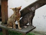 Chovatelska stanice ps�: NARSIL*CZ
