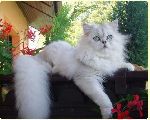 Chovatelska stanice ps�: SILVER TORNADO