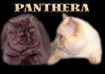 Chovatelska stanice ps�: PANTHERA*CZ