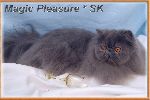 Chovatelska stanice ps�: MAGIC PLEASURE,SK