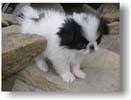 Chovatelska stanice ps�: VESEL� SK��TEK