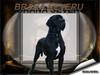 Chovatelska stanice ps�: BR�NA SEVERU