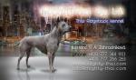 Chovatelska stanice ps�: MIGHTYTHAI BY LA