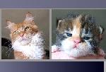 Chovatelska stanice ps�: HAIRY MAJESTY CZ