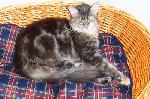 Chovatelska stanice ps�: CORLEONE COON*CZ