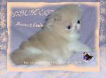 Chovatelska stanice ps�: SOLUNKA,CZ