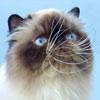 Chovatelska stanice ps�: DESTE PAWS
