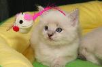 Chovatelska stanice ps�: BLUE WILDROSE *SK